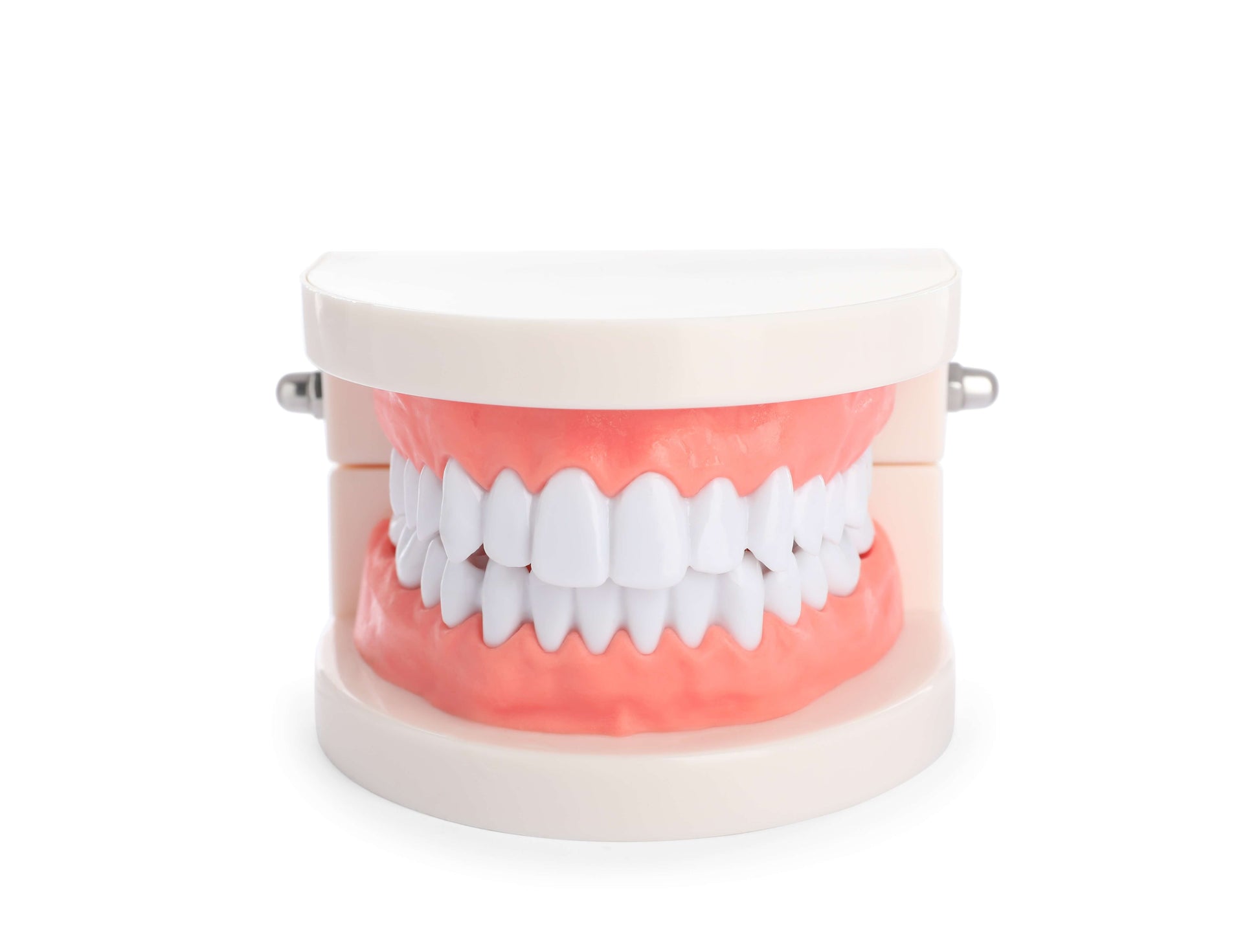 Teeth model typodont used for gingival barrier placement, tooth gem application and training.